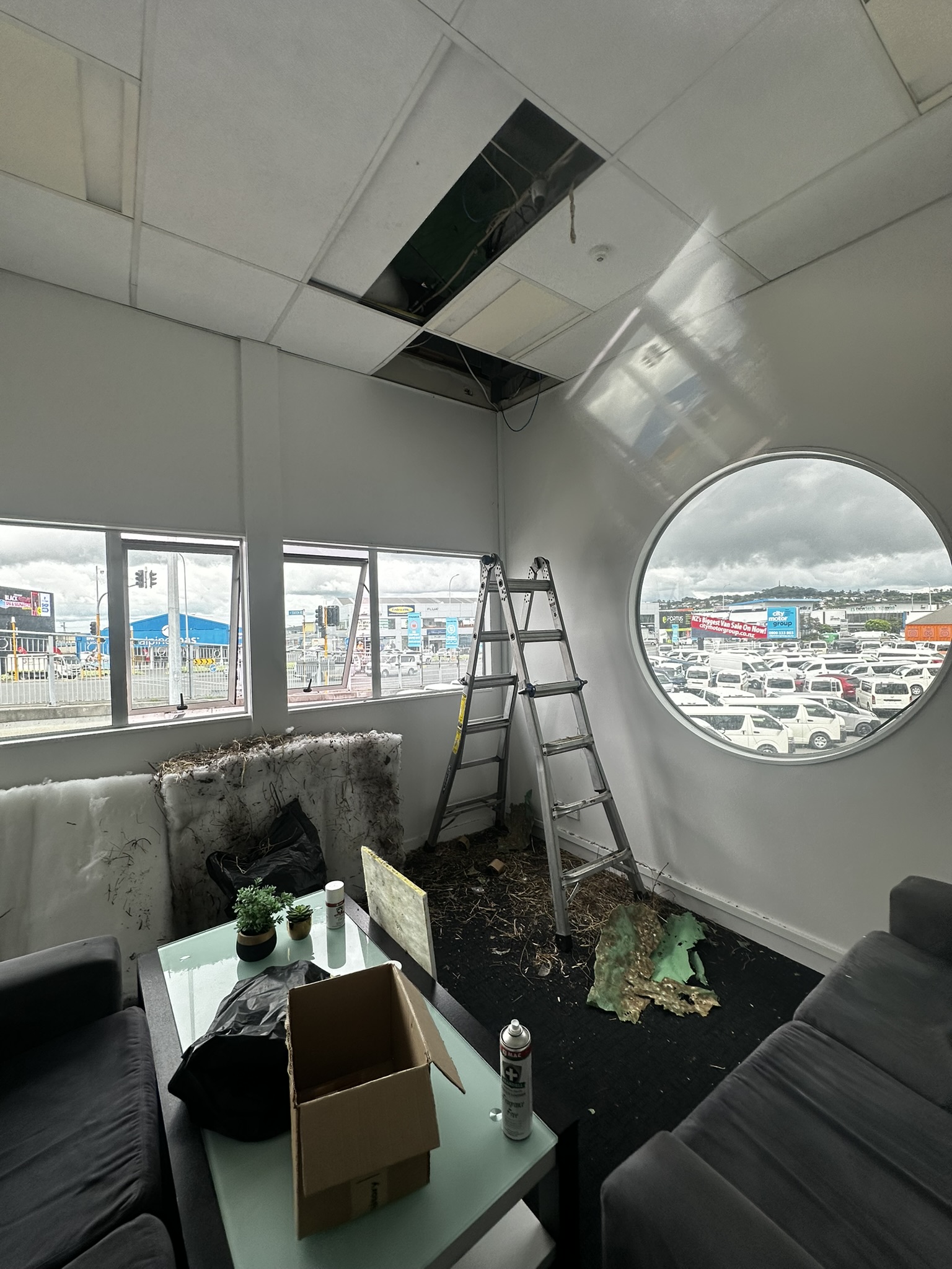 Bird nest removal and ceiling cavity treatment in a commercial property